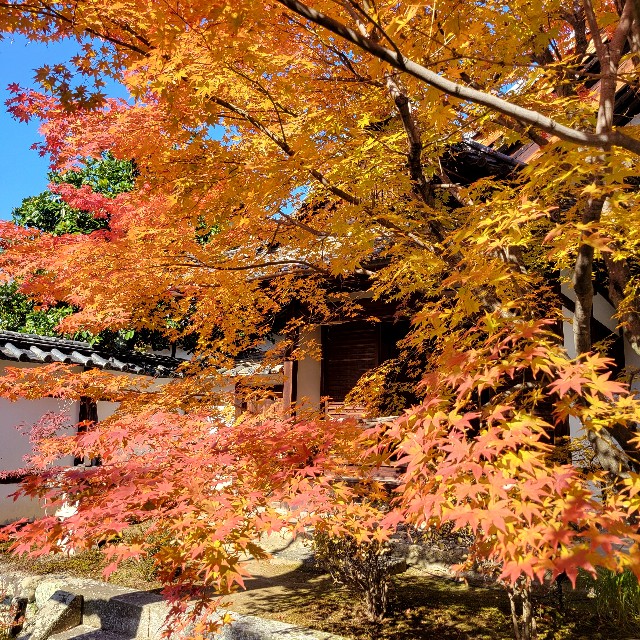 f:id:atoriatoriatori:20241211142513j:image