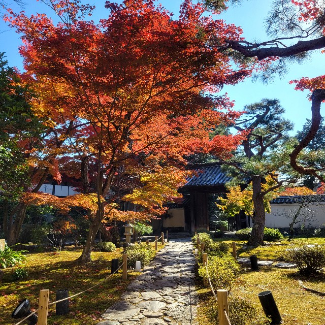f:id:atoriatoriatori:20241211142924j:image