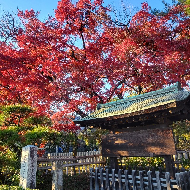 f:id:atoriatoriatori:20241213080501j:image