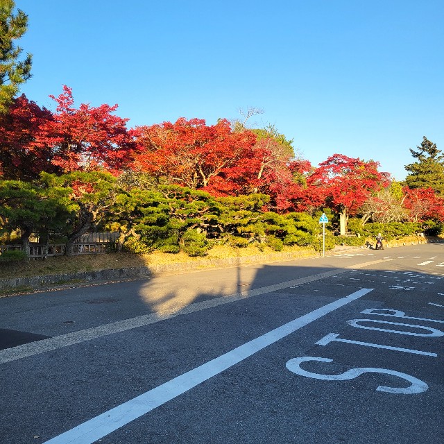 f:id:atoriatoriatori:20241213080525j:image