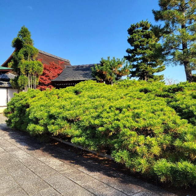 f:id:atoriatoriatori:20241213095156j:image