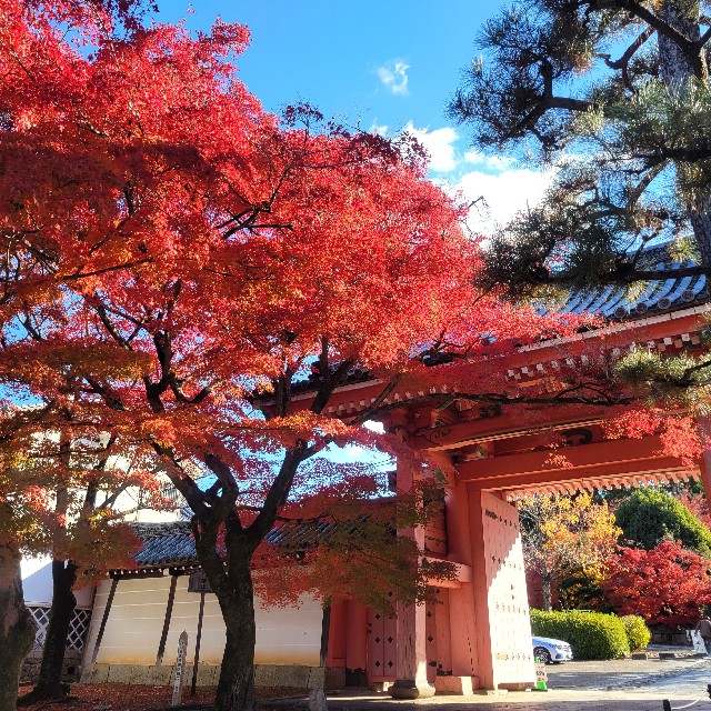 f:id:atoriatoriatori:20241213195429j:image