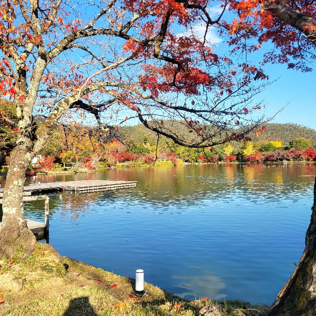 f:id:atoriatoriatori:20241213212617j:image