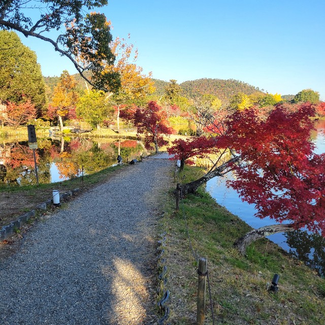 f:id:atoriatoriatori:20241215081830j:image