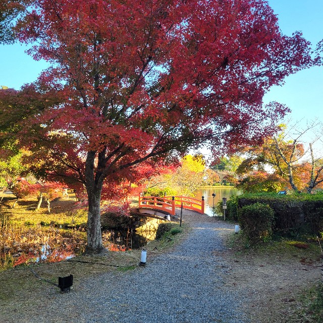 f:id:atoriatoriatori:20241215093649j:image