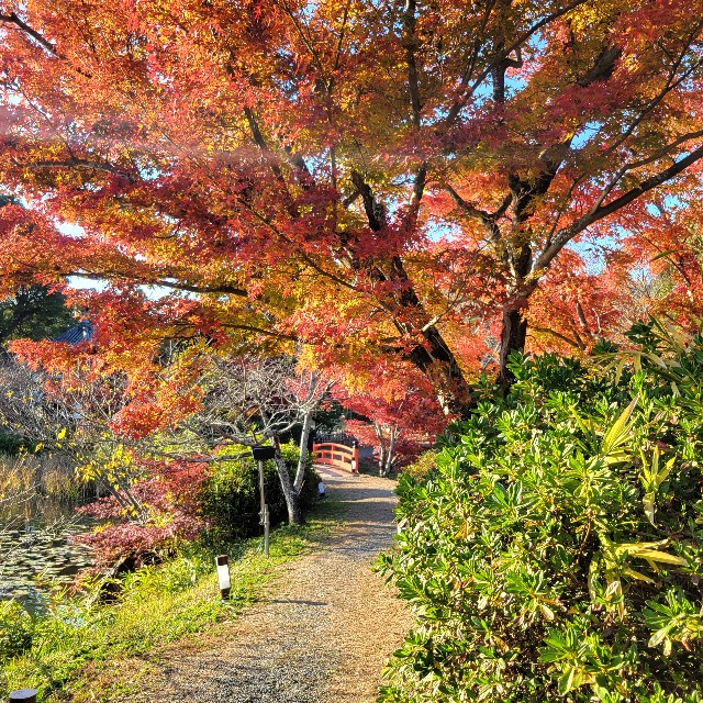 f:id:atoriatoriatori:20241215100122j:image