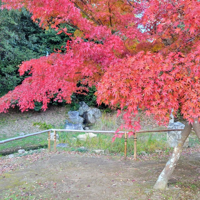 f:id:atoriatoriatori:20241215204748j:image