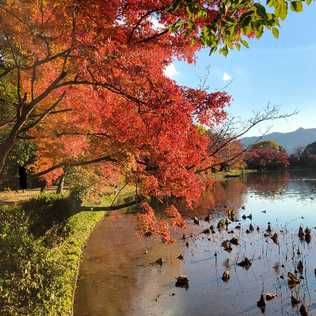 f:id:atoriatoriatori:20241216101750j:image