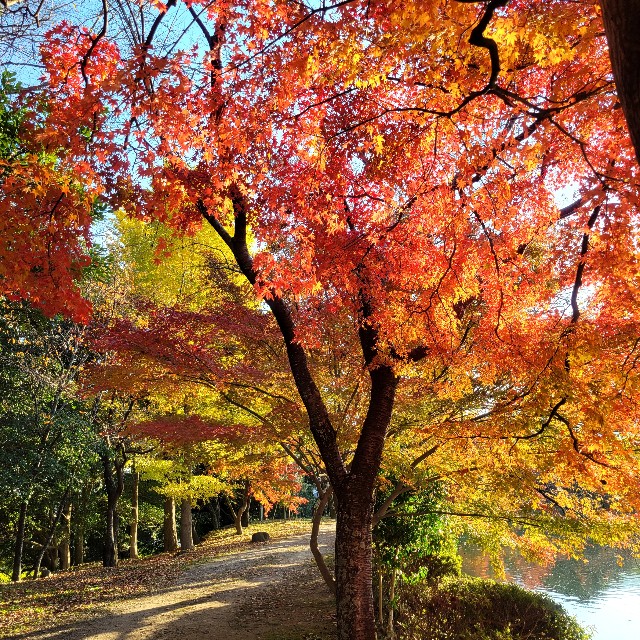 f:id:atoriatoriatori:20241216102017j:image