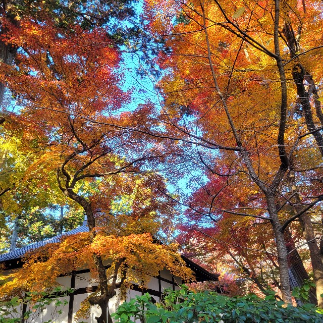 f:id:atoriatoriatori:20241216141229j:image