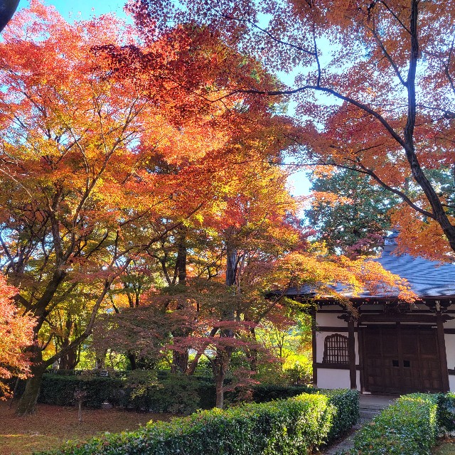 f:id:atoriatoriatori:20241216153043j:image