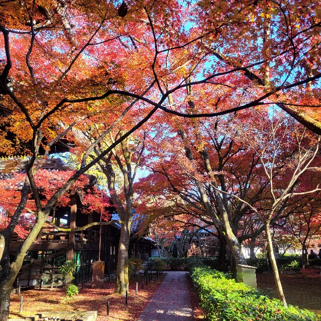 f:id:atoriatoriatori:20241216153100j:image