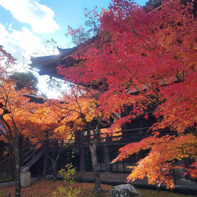 f:id:atoriatoriatori:20241216172448j:image