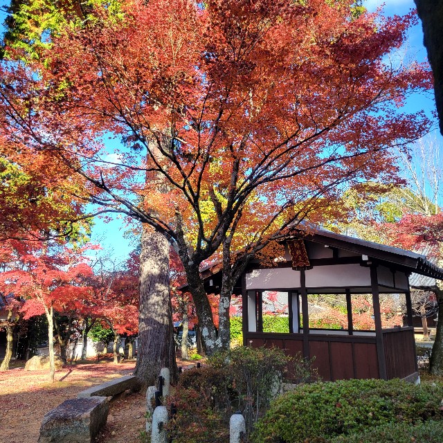 f:id:atoriatoriatori:20241216172500j:image