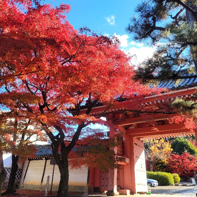 f:id:atoriatoriatori:20241217100515j:image