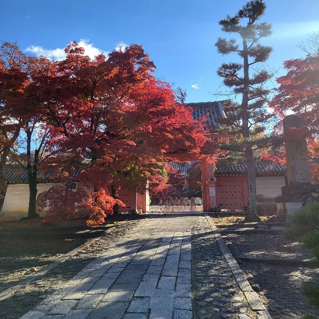f:id:atoriatoriatori:20241217100522j:image