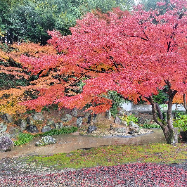 f:id:atoriatoriatori:20241227122523j:image