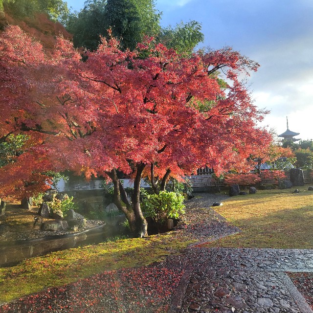 f:id:atoriatoriatori:20241227143150j:image