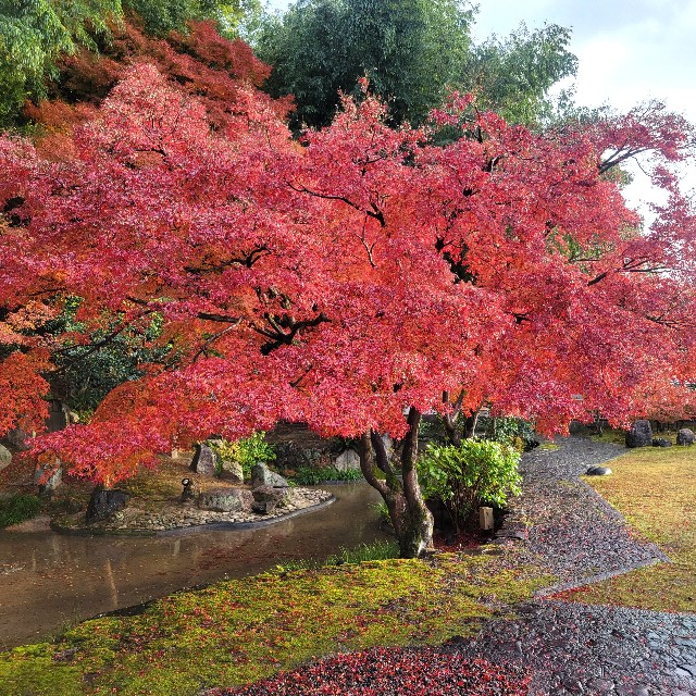 f:id:atoriatoriatori:20241227143353j:image