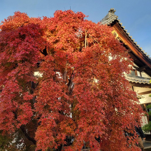 f:id:atoriatoriatori:20241227203709j:image