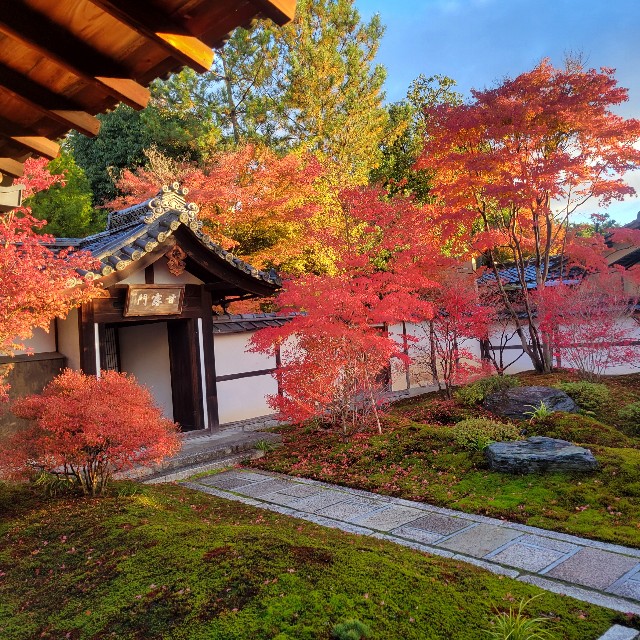 f:id:atoriatoriatori:20241228084623j:image
