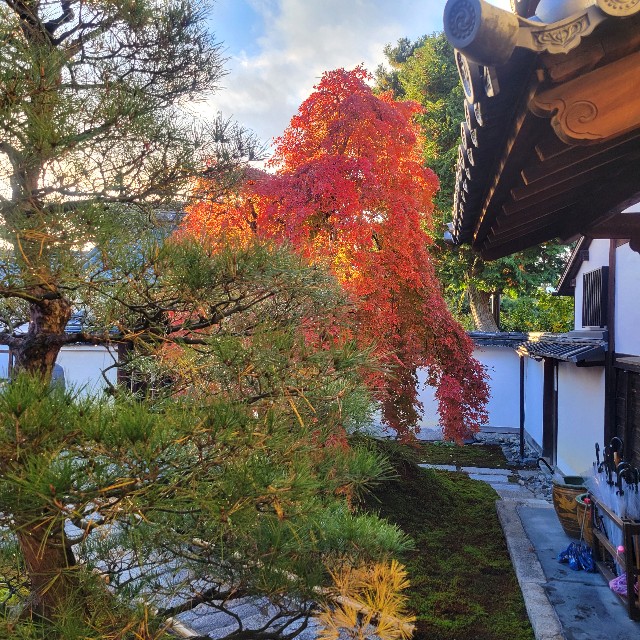 f:id:atoriatoriatori:20241228084703j:image