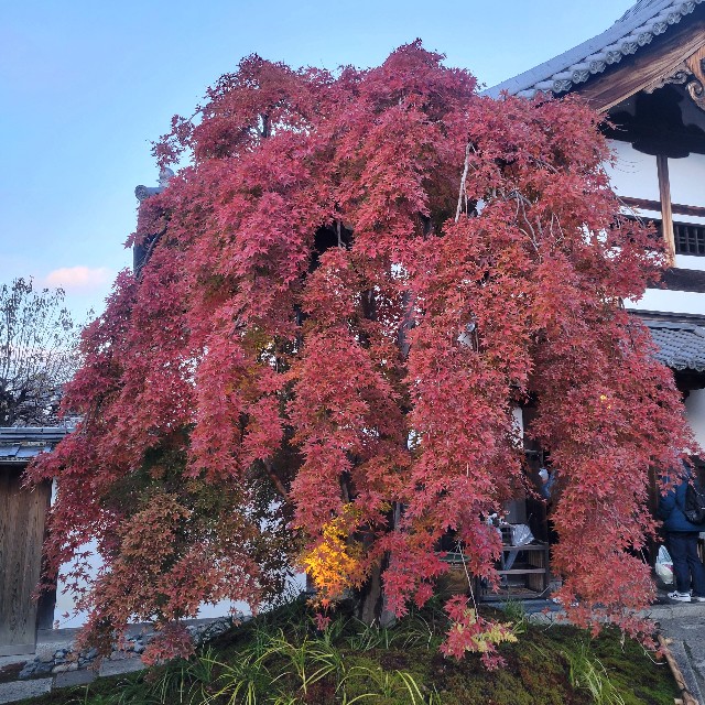 f:id:atoriatoriatori:20241228110627j:image