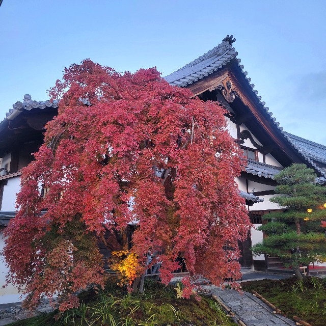 f:id:atoriatoriatori:20241228111337j:image