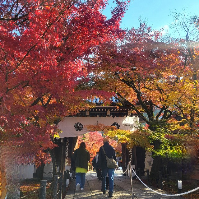 f:id:atoriatoriatori:20241228170149j:image