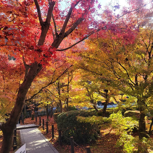 f:id:atoriatoriatori:20241228213820j:image