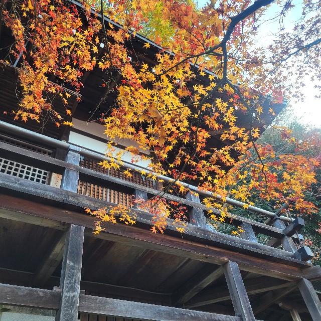 f:id:atoriatoriatori:20241230094523j:image