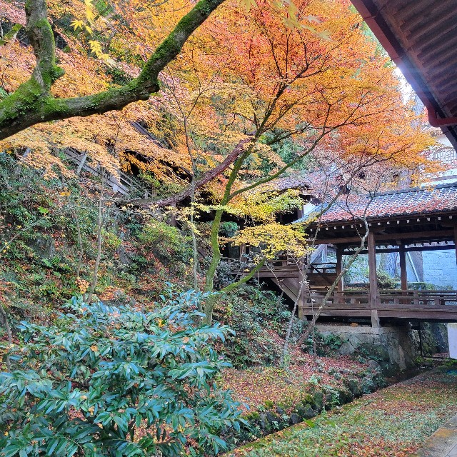 f:id:atoriatoriatori:20241230094823j:image