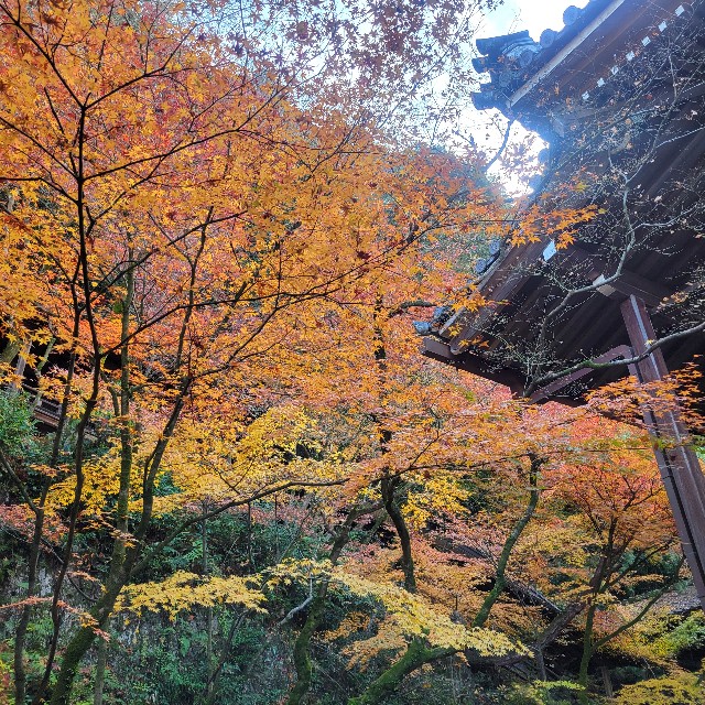 f:id:atoriatoriatori:20241230094834j:image