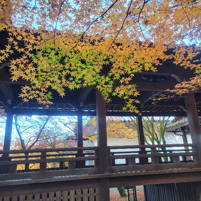 f:id:atoriatoriatori:20241230094845j:image