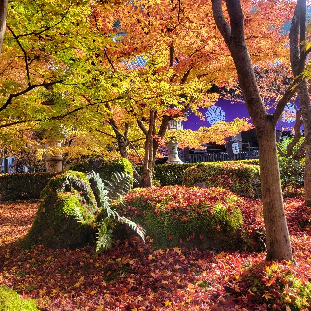 f:id:atoriatoriatori:20241230100602j:image