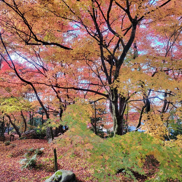 f:id:atoriatoriatori:20241230101032j:image