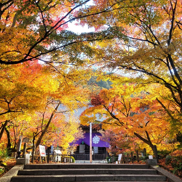 f:id:atoriatoriatori:20241230113800j:image