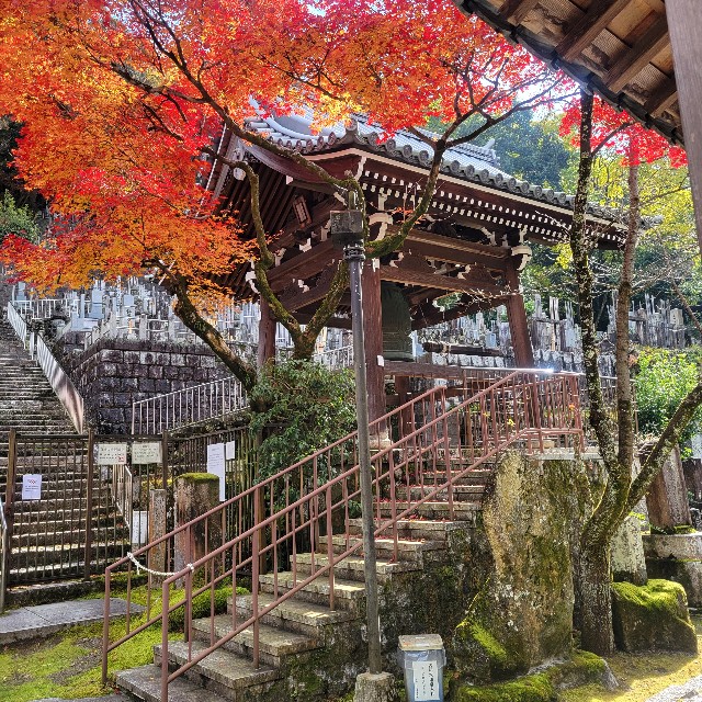 f:id:atoriatoriatori:20241231175658j:image