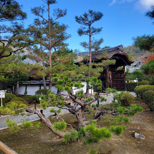 f:id:atoriatoriatori:20250103122653j:image