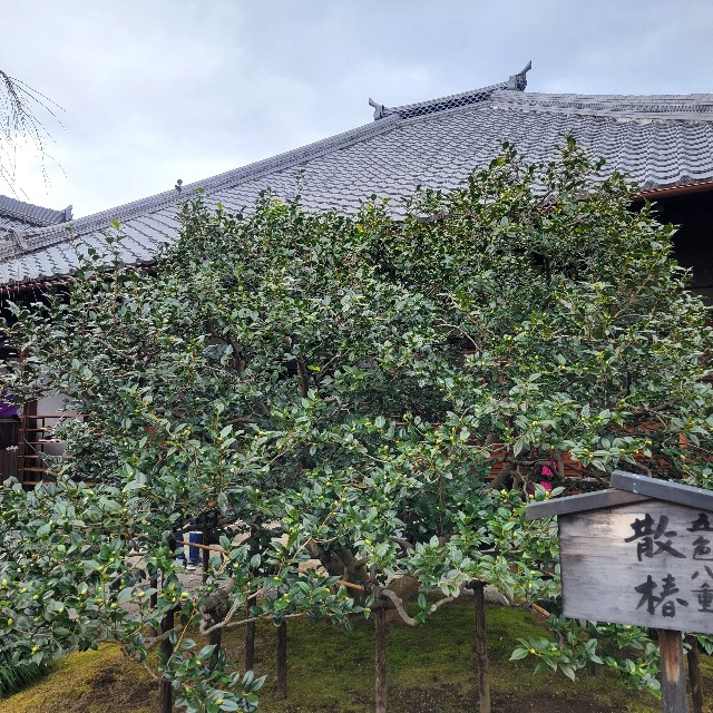 f:id:atoriatoriatori:20250119104716j:image