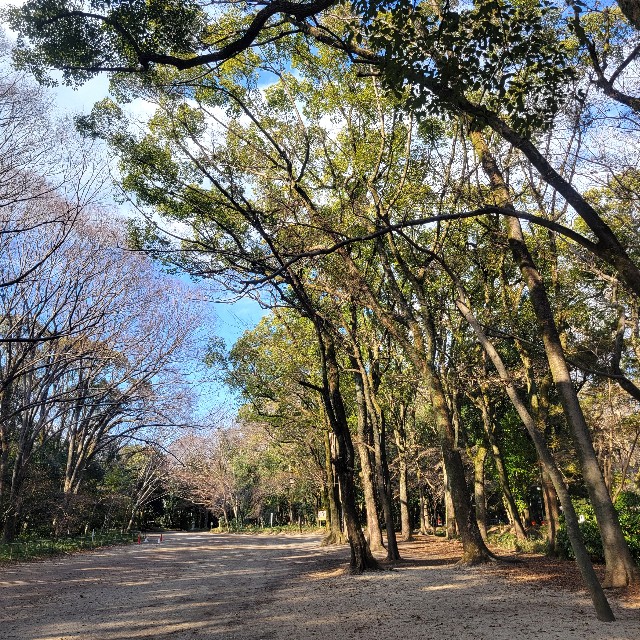 f:id:atoriatoriatori:20250305163747j:image