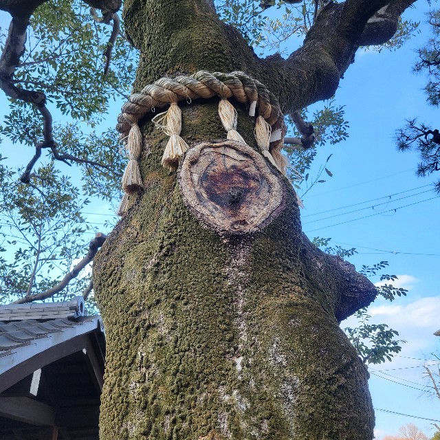f:id:atoriatoriatori:20250307143507j:image