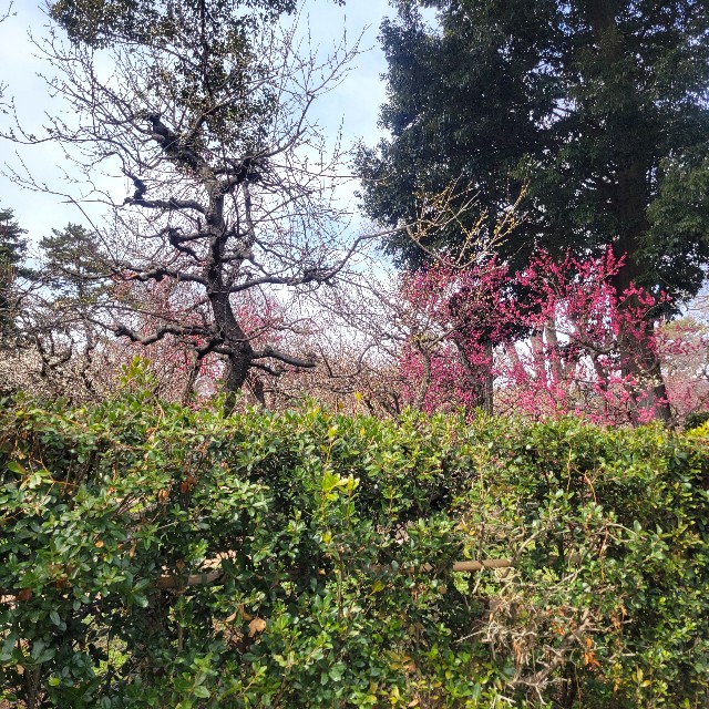 f:id:atoriatoriatori:20250309204225j:image
