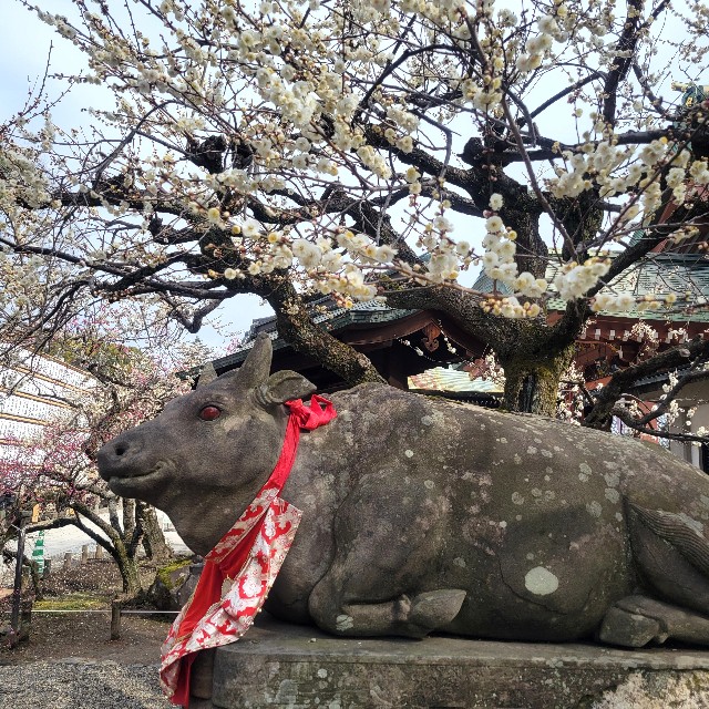 f:id:atoriatoriatori:20250310101246j:image