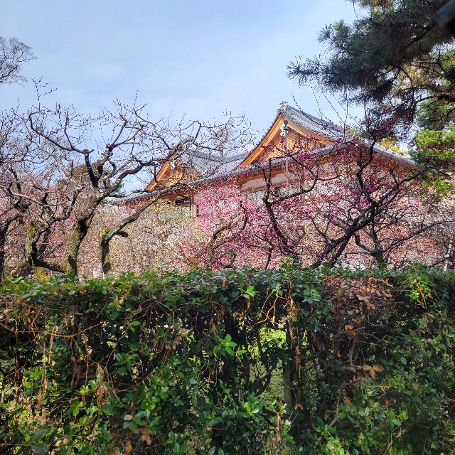 f:id:atoriatoriatori:20250310102711j:image