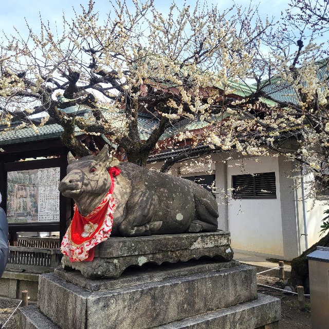 f:id:atoriatoriatori:20250310103518j:image