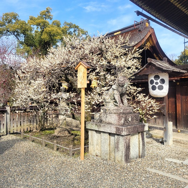 f:id:atoriatoriatori:20250310170214j:image