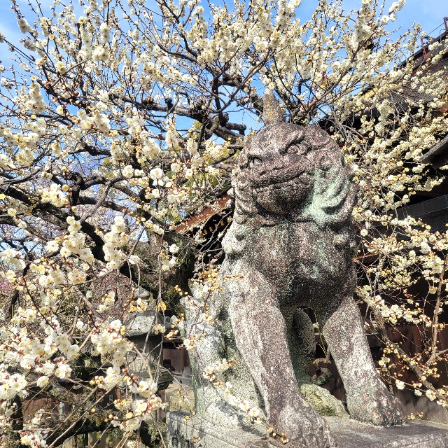 f:id:atoriatoriatori:20250310170228j:image