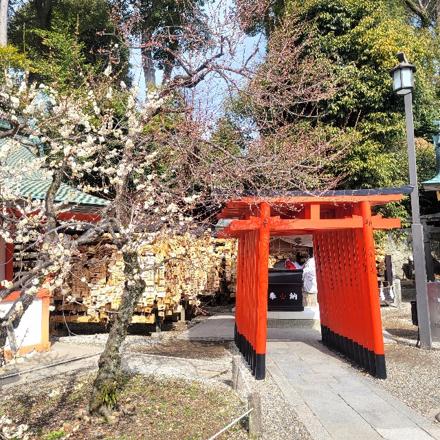 f:id:atoriatoriatori:20250310205045j:image