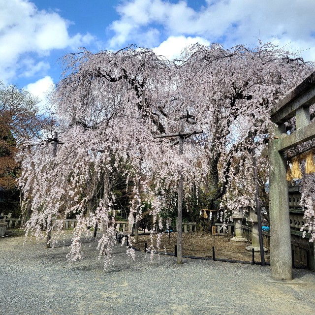 f:id:atoriatoriatori:20250330175118j:image